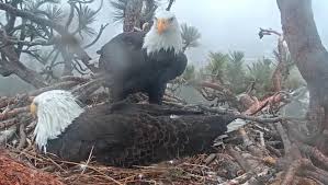 Beloved Big Bear bald eagle Jackie shows signs of progress