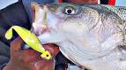 Best artificial lures for striped bass