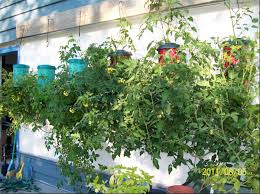 Hasil gambar untuk berkebun gantung