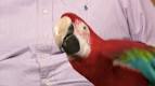 pictures of 2 parrots dancing to music