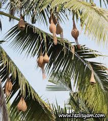 Image result for pantun rindu