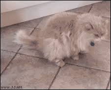 Résultat de recherche d'images pour "cat toothbrush gif"