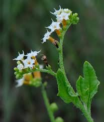 Image result for Heliotropium ciliatum