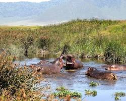 Hippo in Ngorongoro Crater