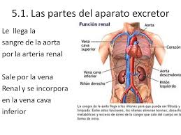 Resultado de imagen de aparato excretor