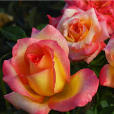 Image result for tea roses