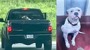 Deaf Puppy Abandoned On Highway Now Gets Upset if People Don ...