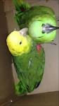 2 parrots singing and talking parrots youtube video