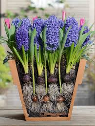 Image result for spring bulb plants