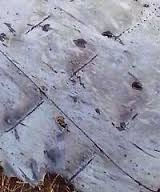 Image result for mh17 30mm bullet holes