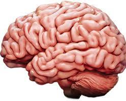 Image of brain