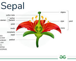 Image of Sepal