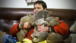 Image result for wombat