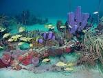 Sweet Bottom Dive Center - Scuba Diving Trips in St. Croix