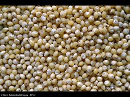 Image result for MILLET