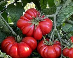 Image of Costoluto Genovese tomato