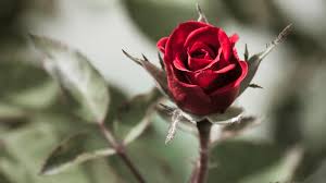 Image result for red rose images pictures