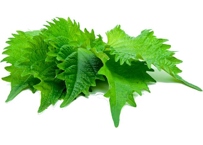 Green Shiso - Tomato+