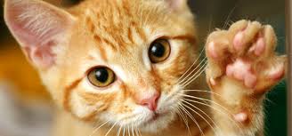 R&eacute;sultat de recherche d'images pour 