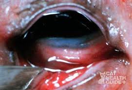 Résultat de recherche d'images pour "eye infection"