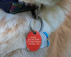 pet ID tag with informationの画像