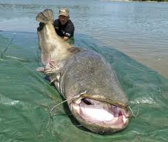 Image result for wels catfish