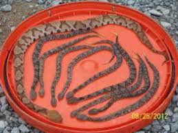 Résultat de recherche d'images pour "copperhead bites"