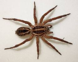 Image of Wolf Spider