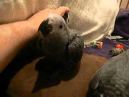 Image result for african grey parrot for sale