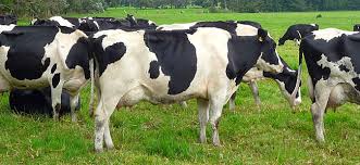 Resultado de imagen para vacas en merida