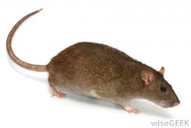 Image result for rat