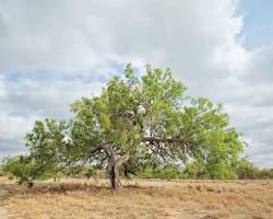 Image of Mesquite tree in South Texas