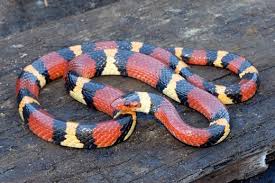 Image result for king snake
