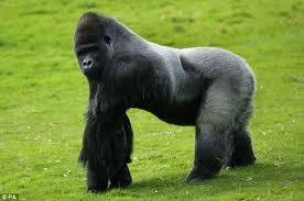 Image result for gorilla