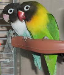 lovebird breeding