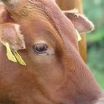 Over killed South Sudan cattle