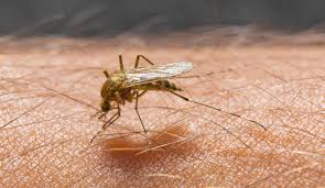 West Nile Virus-Infected Mosquitoes Discovered in Sharon, PA - 1