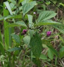 Image result for Lantana trifolia