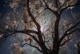 Bildergebnis für tree of life