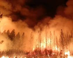 Image d'un feu de forêt détruisant une forêt