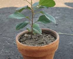 Image of apple tree seedling