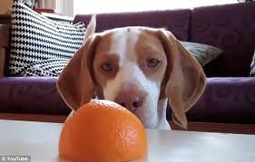 Aρέσει στον σκύλο το πορτοκάλι;