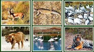Image result for प्राणी  संवर्धन माहिती
