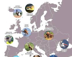 Image of rewilding project in Europe
