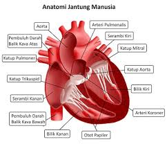 Image result for darah dalam tubuh manusia