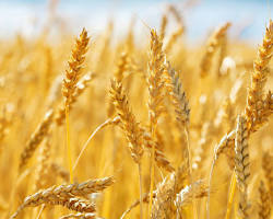 Wheat field