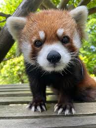 レッサーパンダ