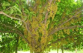 Image result for শীতকালীন সবজি চাষ