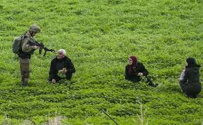 Products from illegal settlements on occupied Palestine land sold to Europe as ‘Israeli,’ researchers find