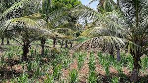 राजनीतिक कटाक्ष और जनता का आक्रोश: बिदादी टाउनशिप पोस्टर वॉर